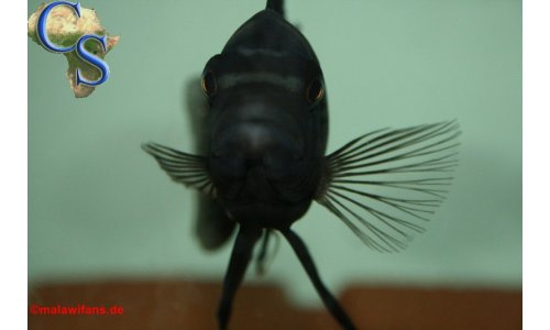 Pseudotropheus crabro